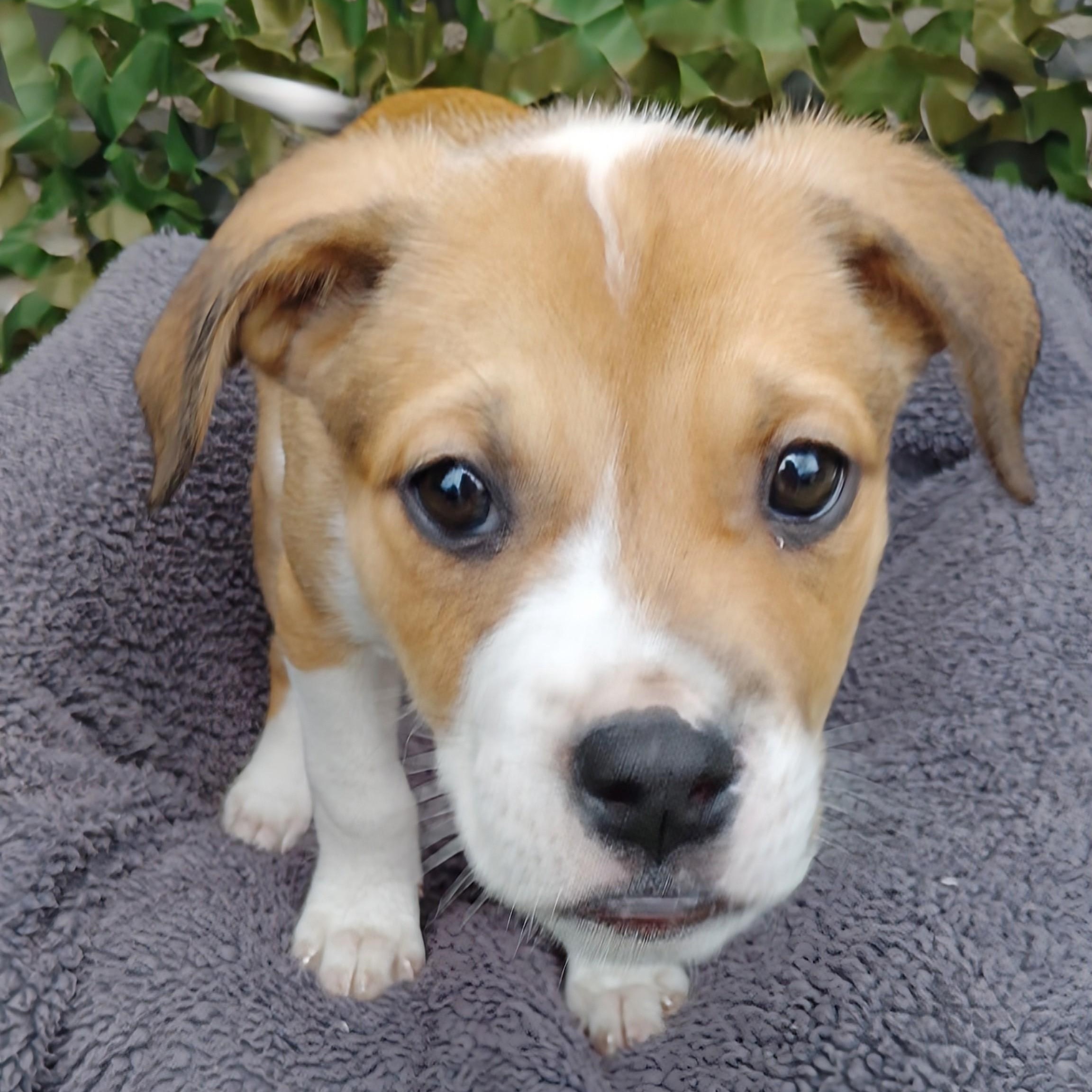 Enlarge ELLA, a Adoptable mixed breed in Portland, OR image 3/6