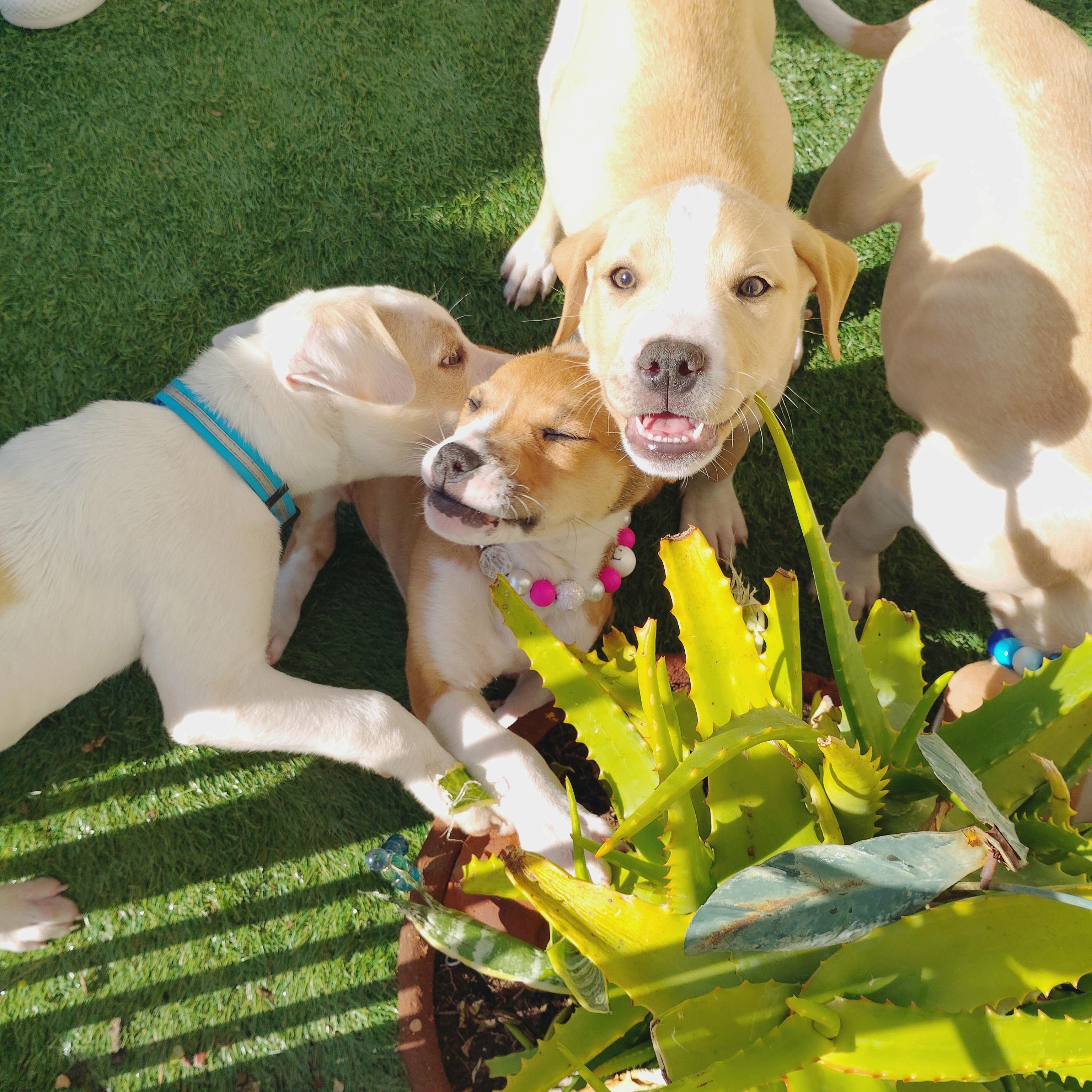 Enlarge ELLA, a Adoptable mixed breed in Portland, OR image 4/6