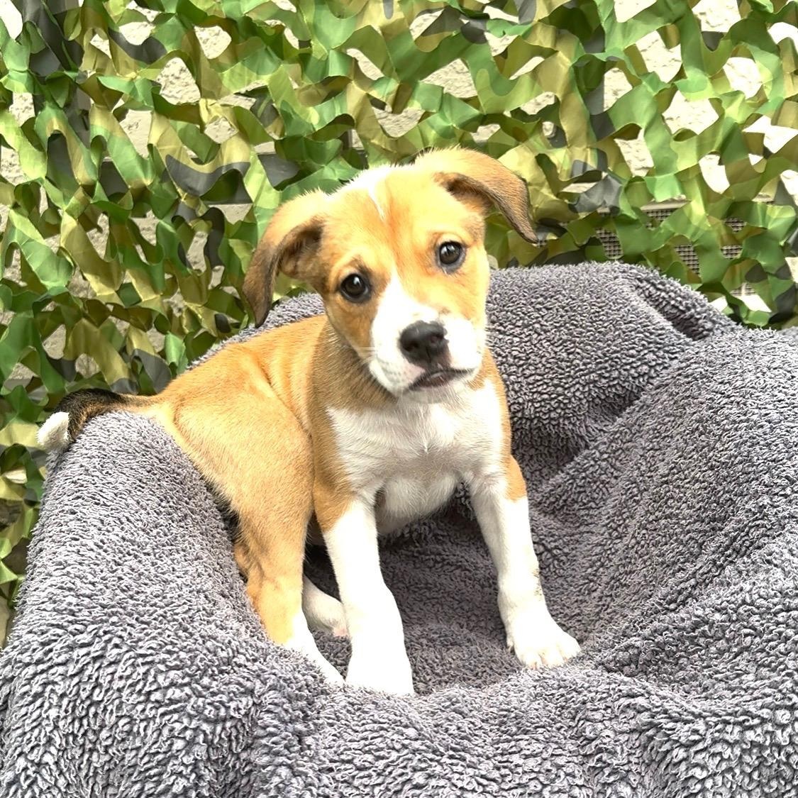 Enlarge ELLA, a Adoptable mixed breed in Portland, OR image 2/6
