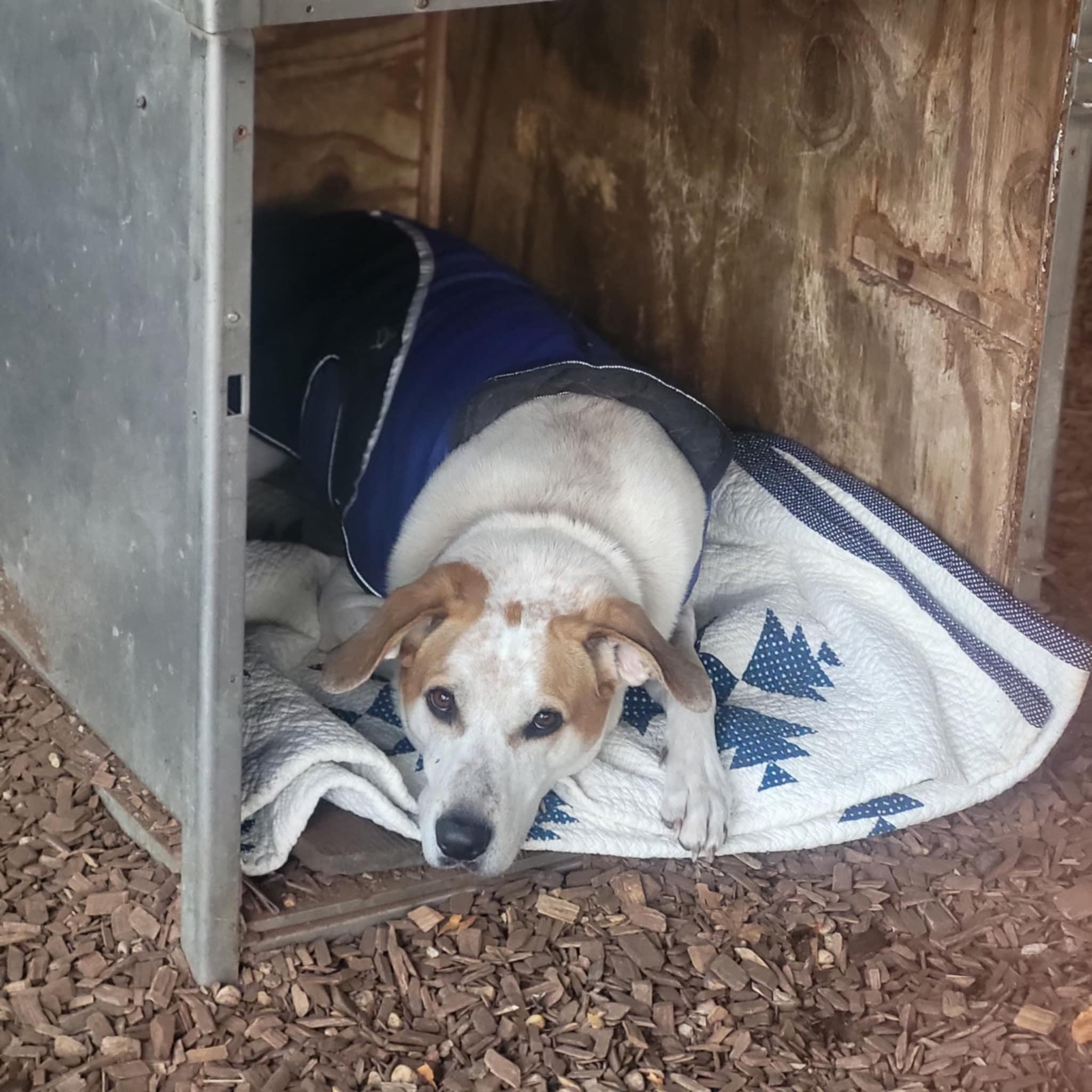 Jasper, a Adoptable Hound in Sunderland, MD image 5/6