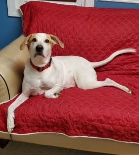 Jasper, a Adoptable Hound in Sunderland, MD image 3/6