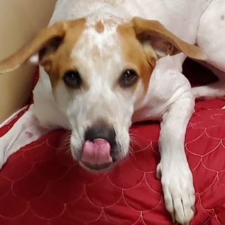 Jasper, a Adoptable Hound in Sunderland, MD image 4/6