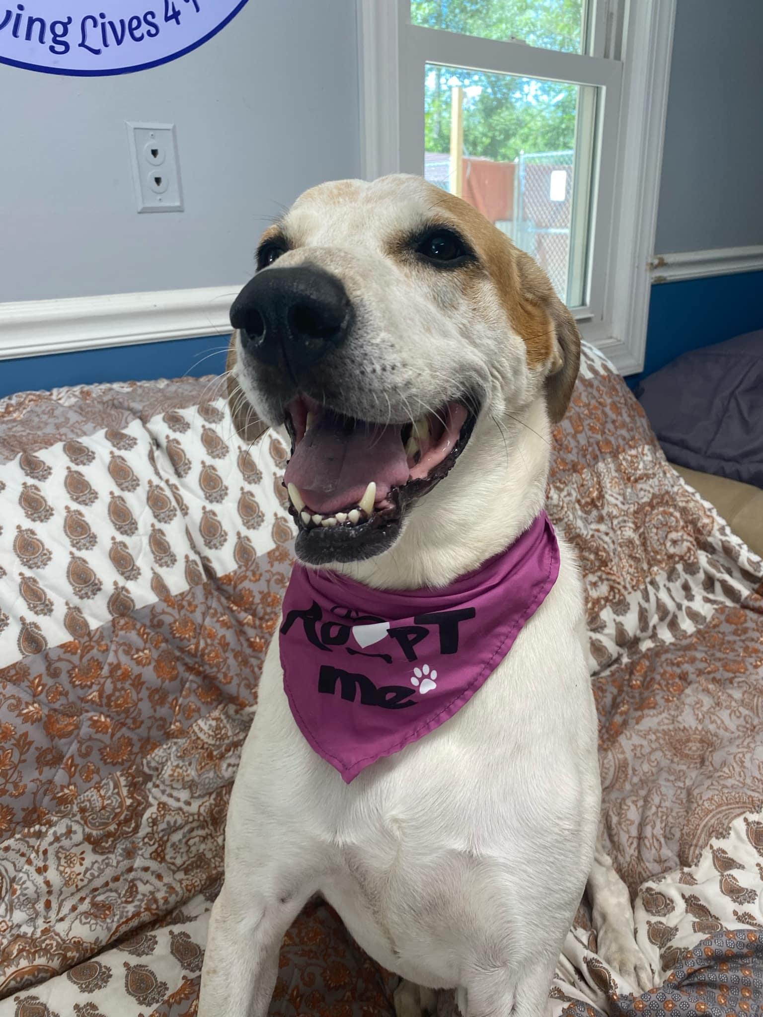 Jasper, a Adoptable Hound in Sunderland, MD image 2/6