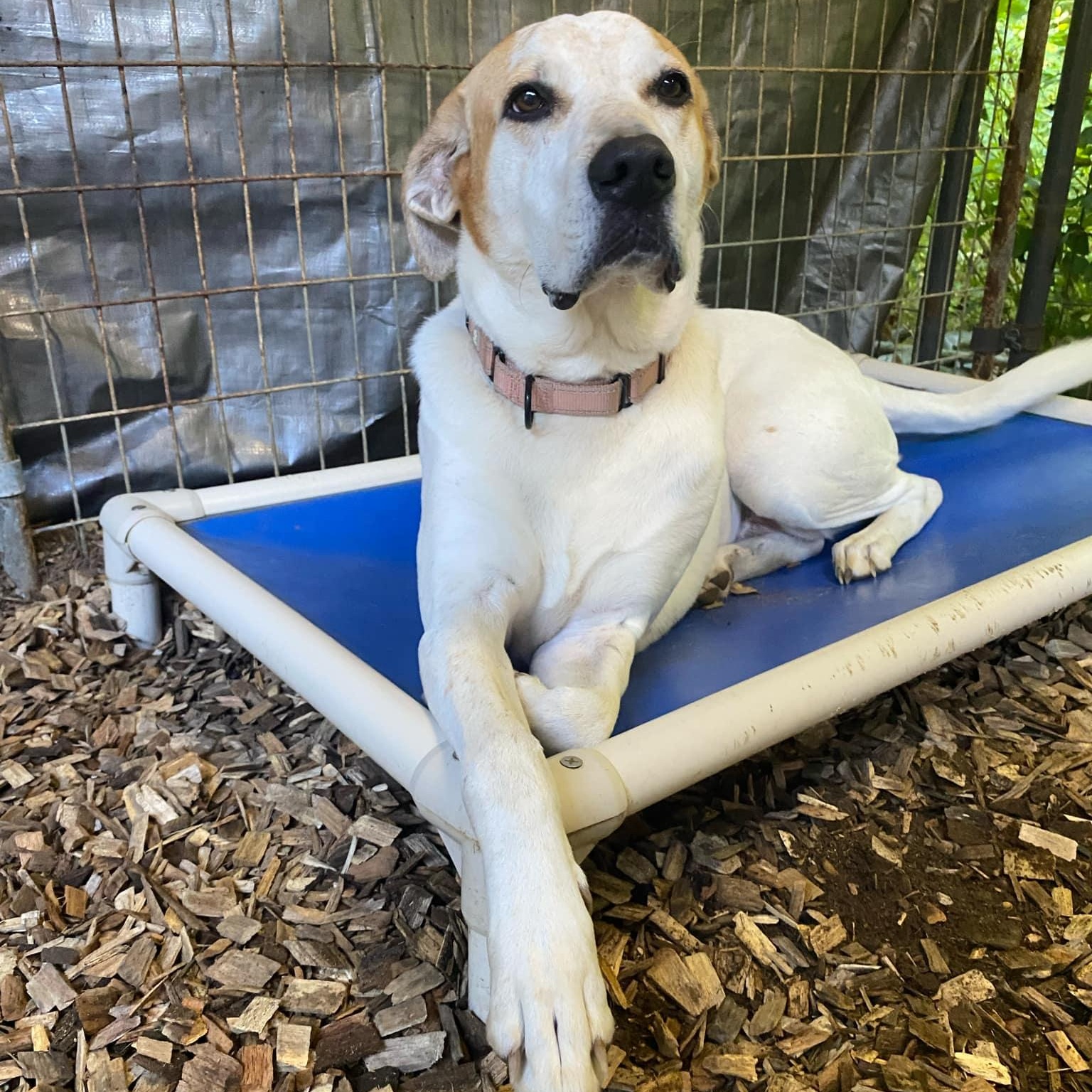 Jasper, a Adoptable Hound in Sunderland, MD image 1/6