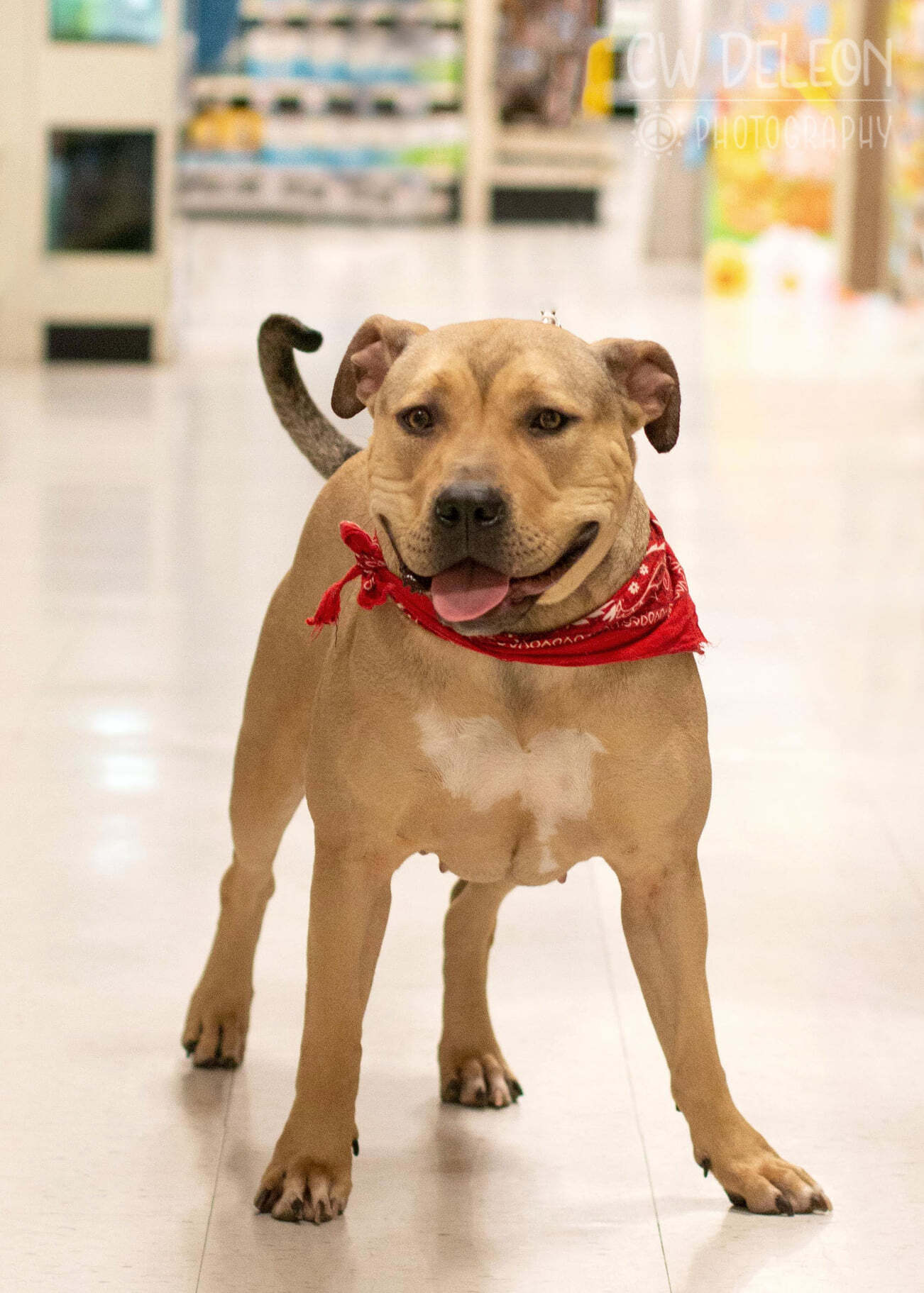 Nyiri-FOSTER NEEDED, Adult Female American Bully