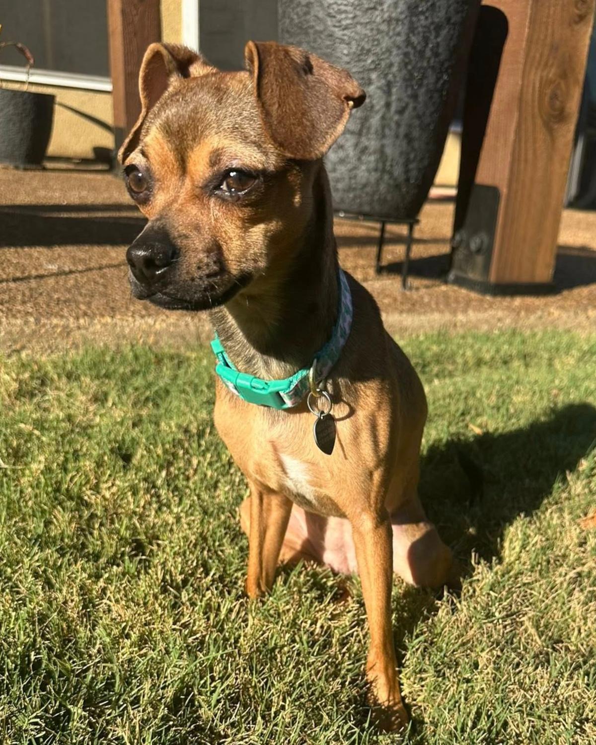 Enlarge Lainey, an adopted mixed breed in Frisco, TX image 3/4