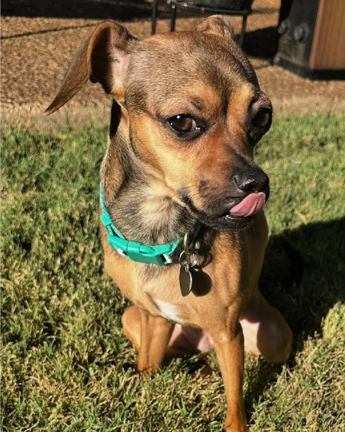 Enlarge Lainey, an adopted mixed breed in Frisco, TX image 2/4