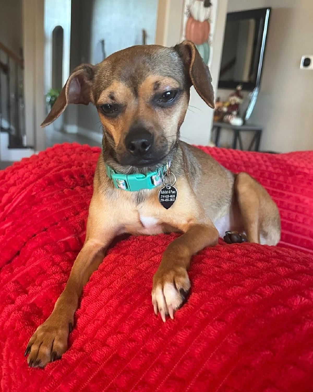 Enlarge Lainey, an adopted mixed breed in Frisco, TX image 4/4