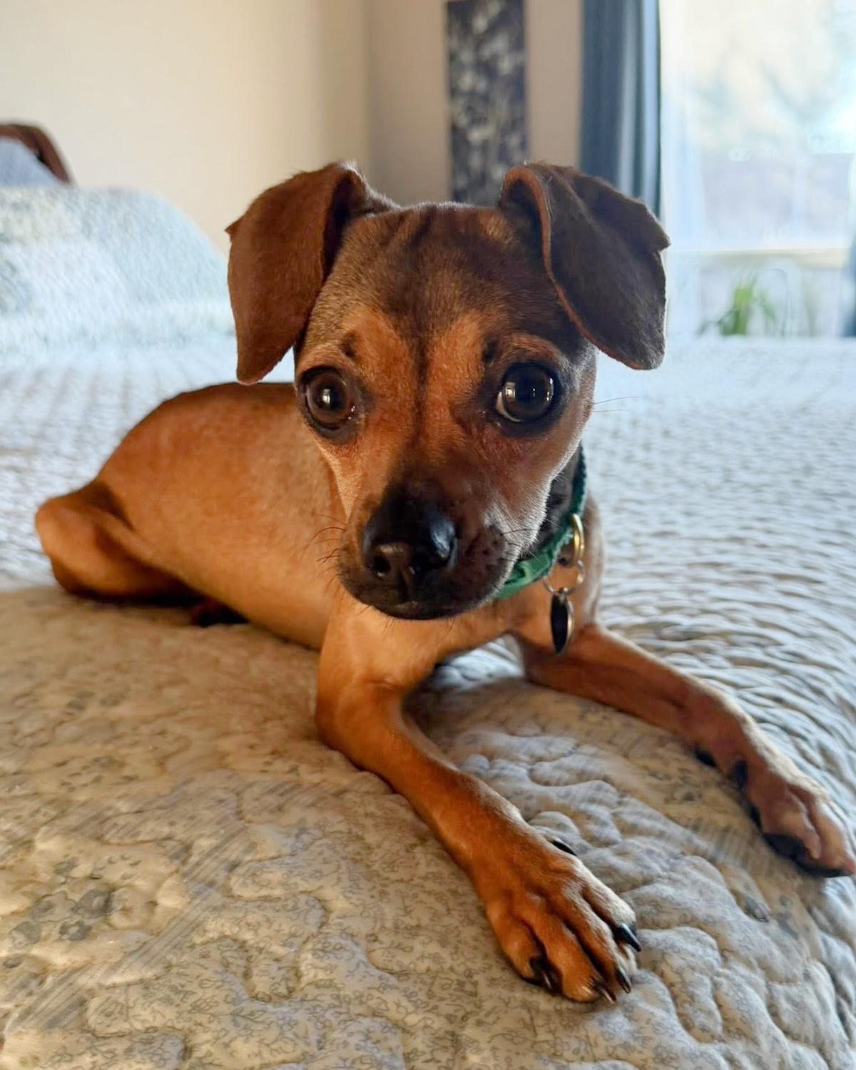 Enlarge Lainey, an adopted mixed breed in Frisco, TX image 1/4