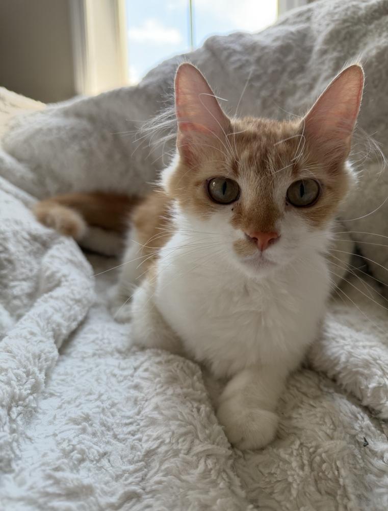 Zelly, Adoptable, Young Female Domestic Short Hair.