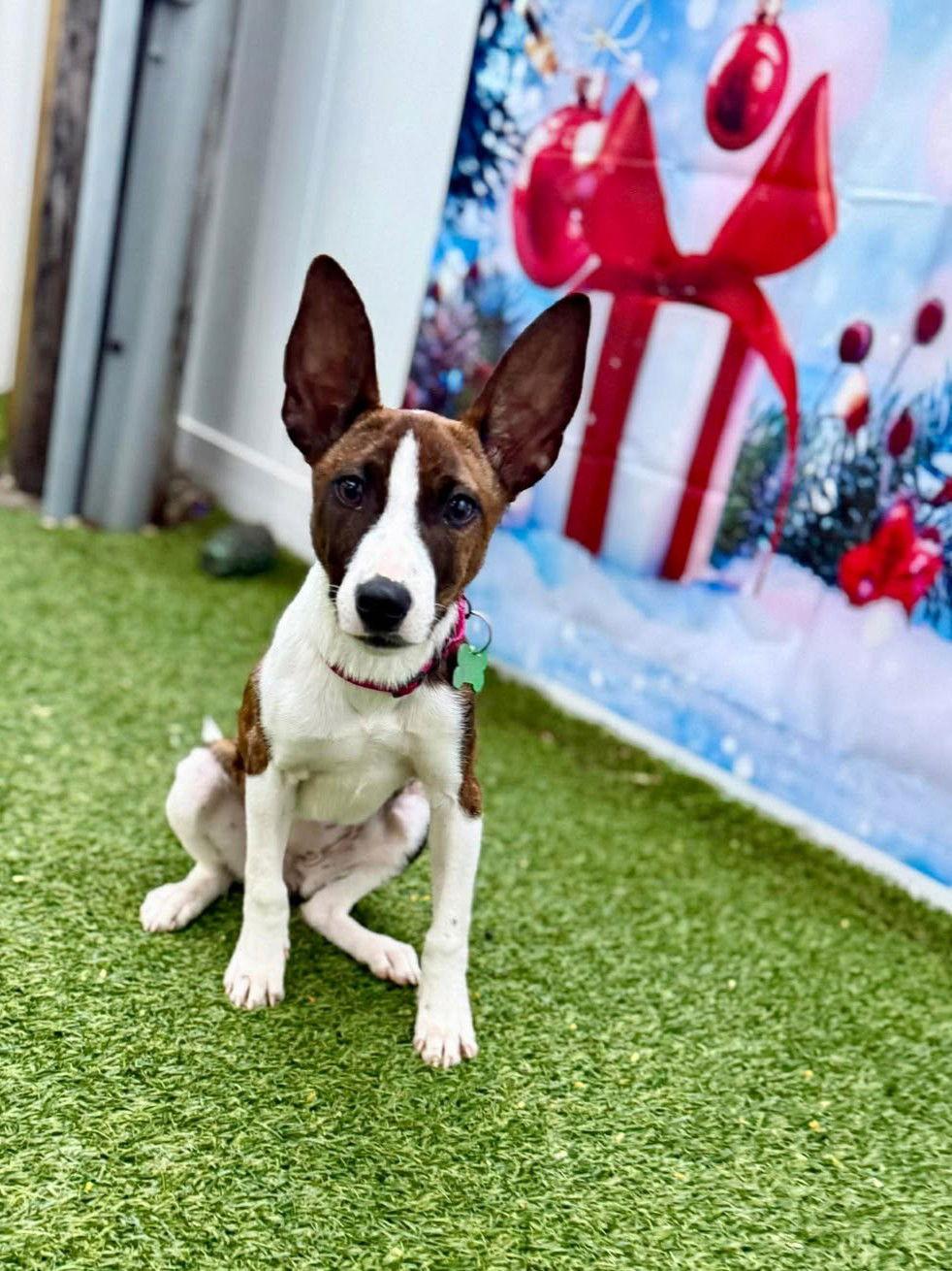 Enlarge Milo, a Adoptable Terrier in Pompano Beach, FL image 1/3