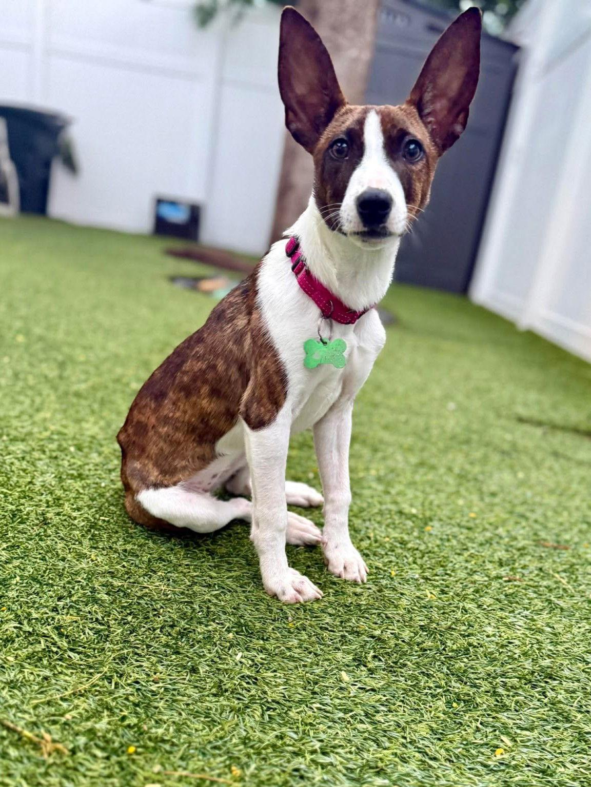 Enlarge Milo, a Adoptable Terrier in Pompano Beach, FL image 2/3