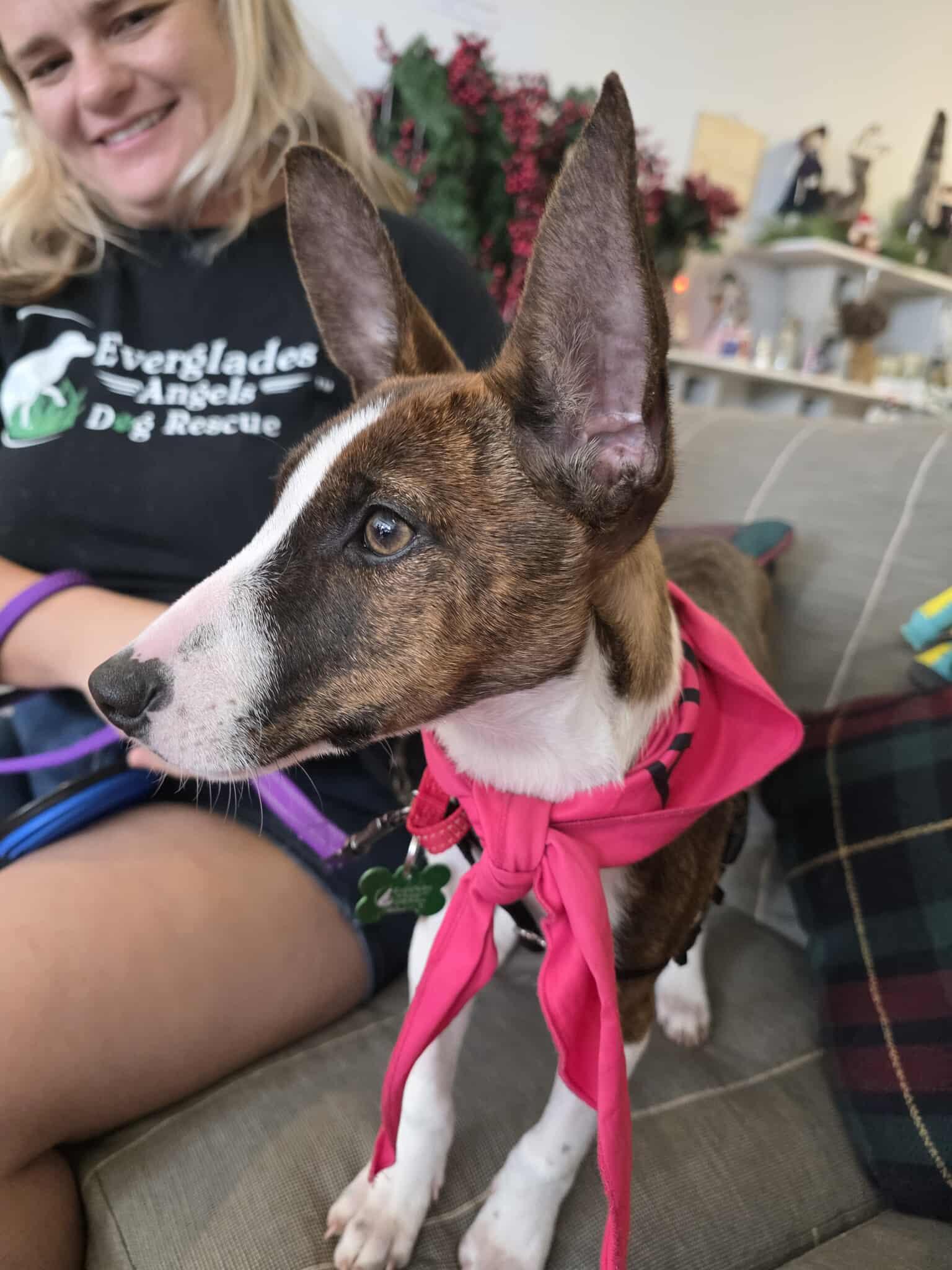 Milo, a Adoptable Terrier in Pompano Beach, FL image 1/3