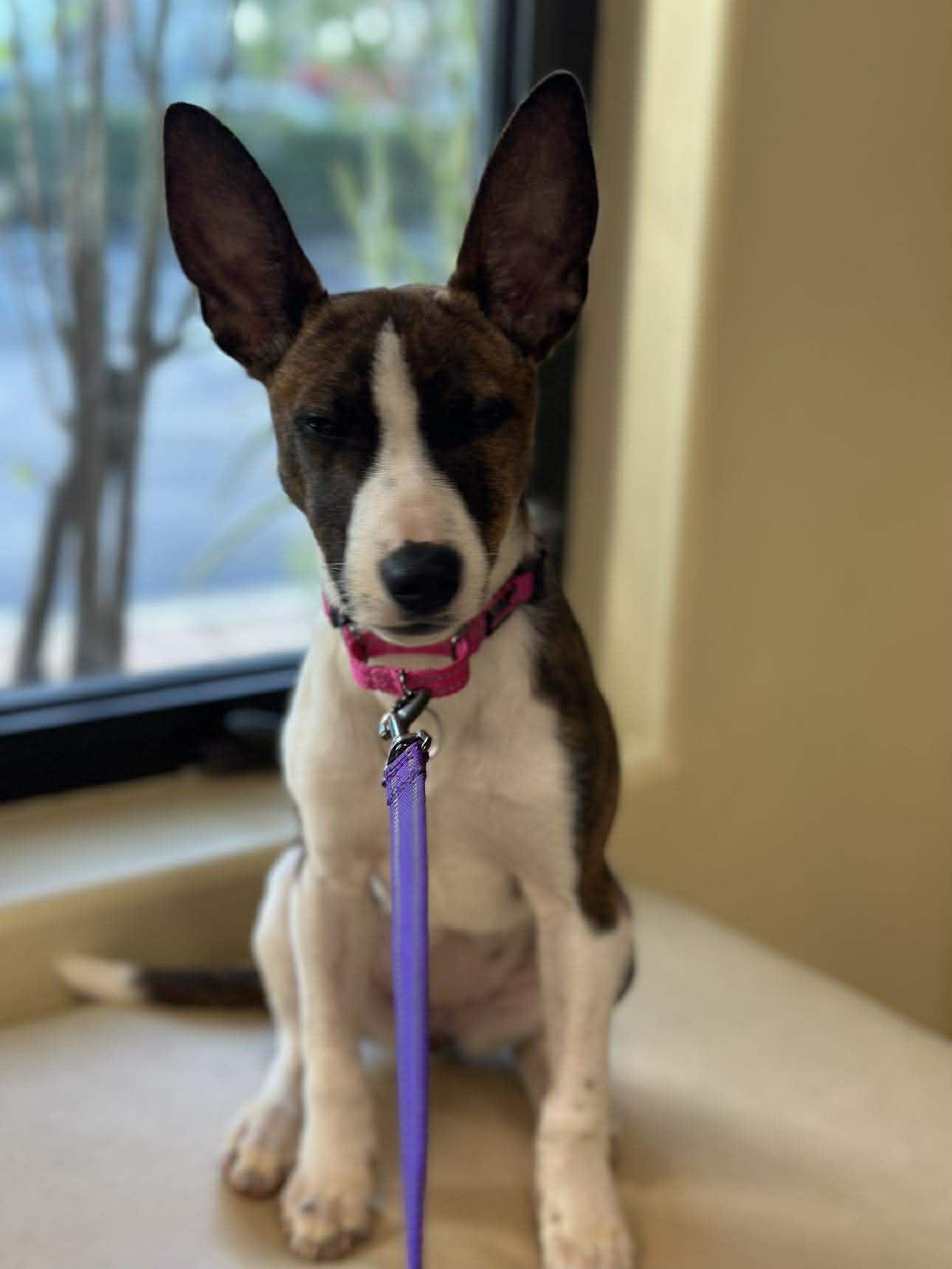 Milo, a Adoptable Terrier in Pompano Beach, FL image 2/3