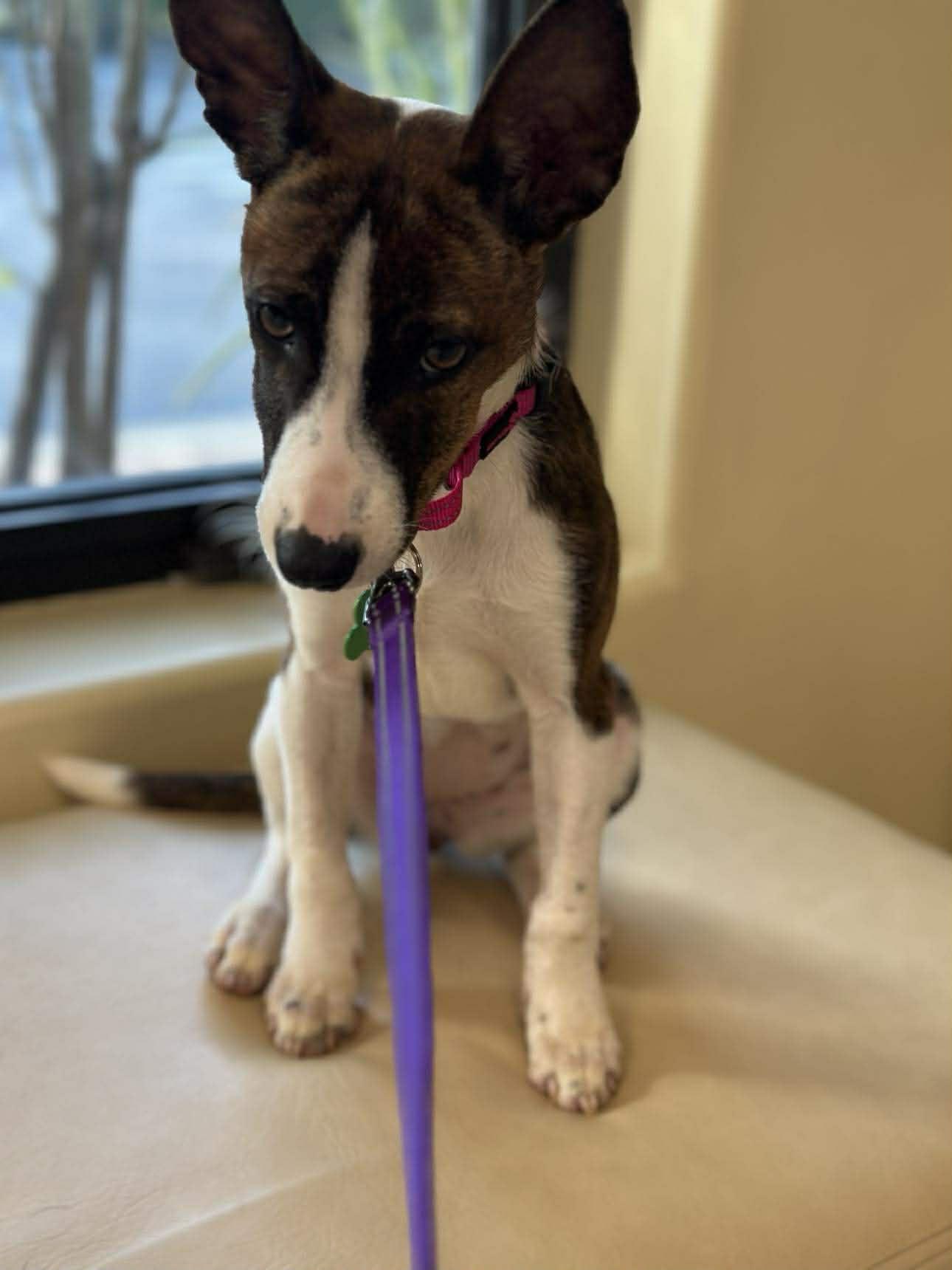 Milo, a Adoptable Terrier in Pompano Beach, FL image 3/3