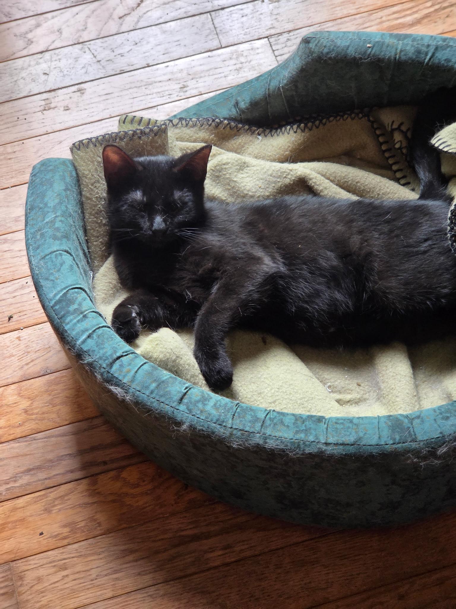 Enlarge Pepper, a Adoptable Domestic Short Hair in Jeffersonville, IN image 1/1