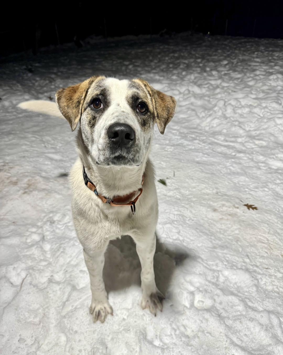 Enlarge Guppy, a ADOPTABLE Mixed Breed in Houghton, MI image 1/1