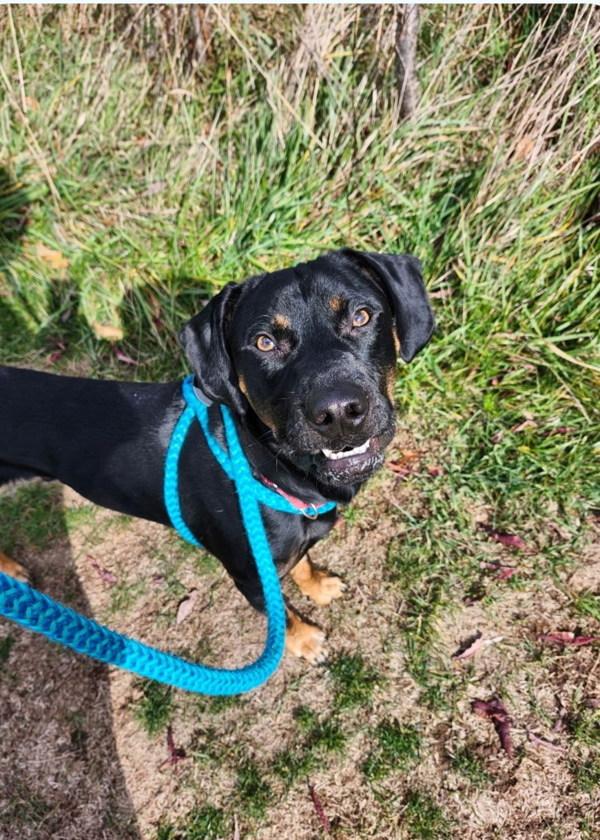 MacAroni, Adoptable, Young Male Labrador Retriever.