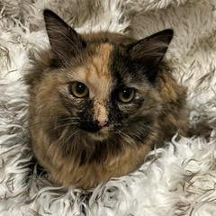 Kitty — thumbnail 2