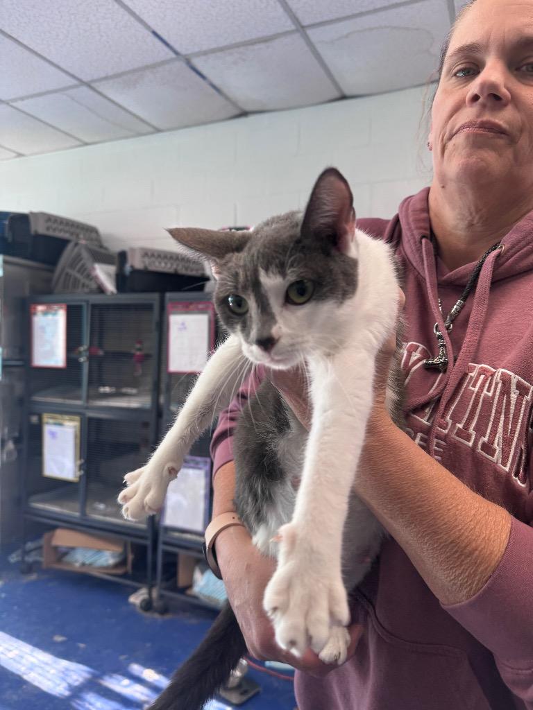 Enlarge Mama Bella, a Adoptable mixed breed in Johnson City, TN image 2/6