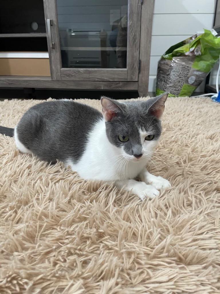 Enlarge Mama Bella, a Adoptable mixed breed in Johnson City, TN image 3/6