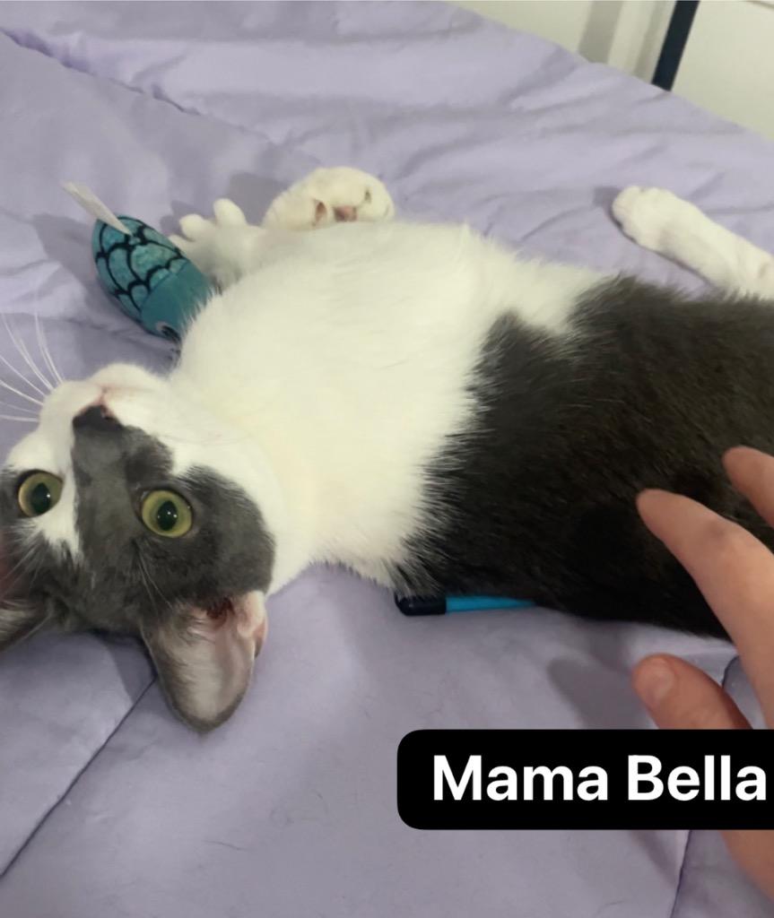 Enlarge Mama Bella, a Adoptable mixed breed in Johnson City, TN image 5/6