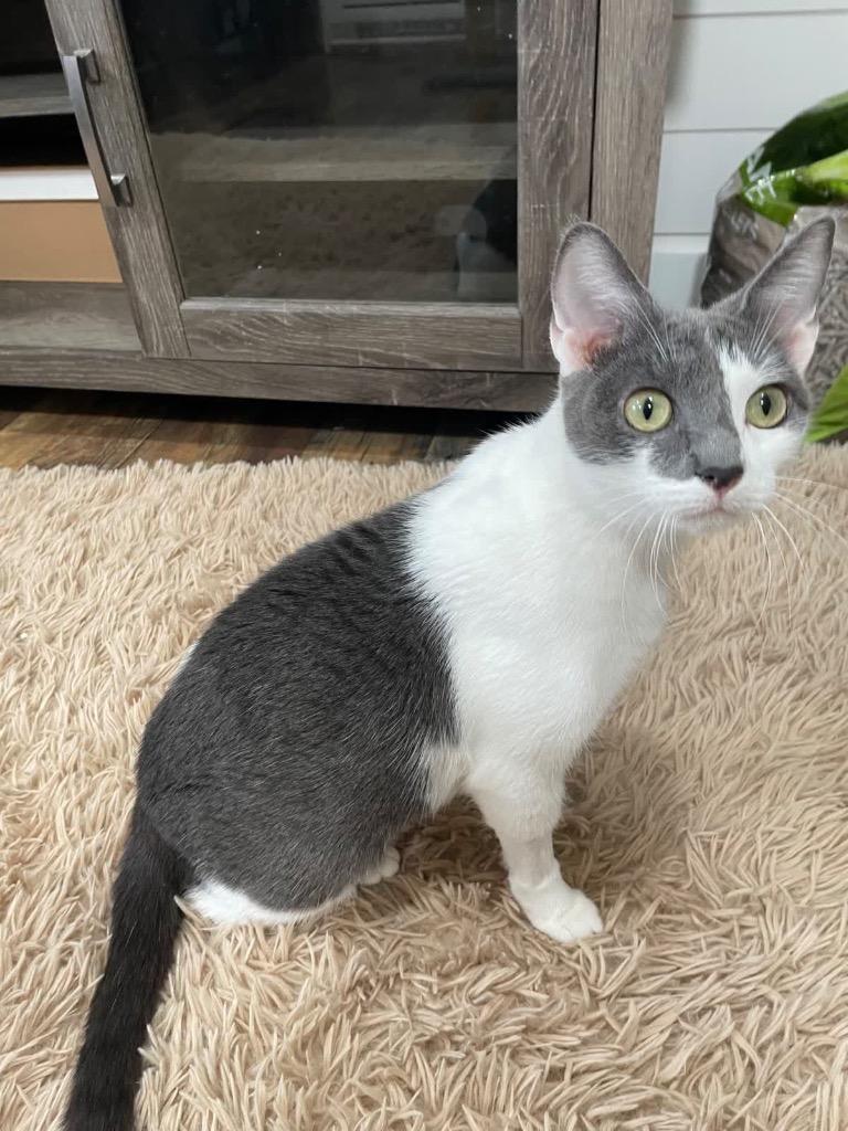 Enlarge Mama Bella, a Adoptable mixed breed in Johnson City, TN image 6/6