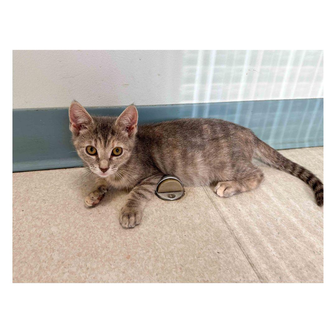 Enlarge Citrine, an adopted Domestic Short Hair in Stamford, CT image 1/3