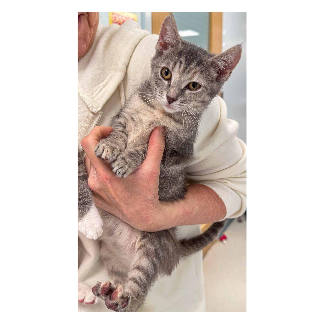 Enlarge Citrine, an adopted Domestic Short Hair in Stamford, CT image 2/3