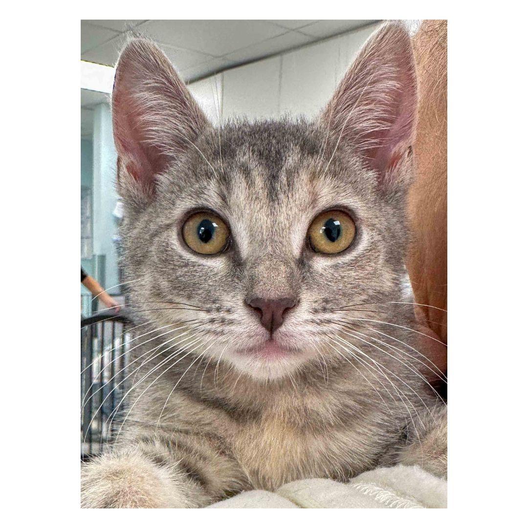 Enlarge Citrine, an adopted Domestic Short Hair in Stamford, CT image 3/3