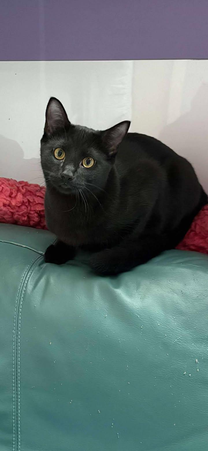 Humphrey, Adoptable, Young Male Domestic Short Hair.