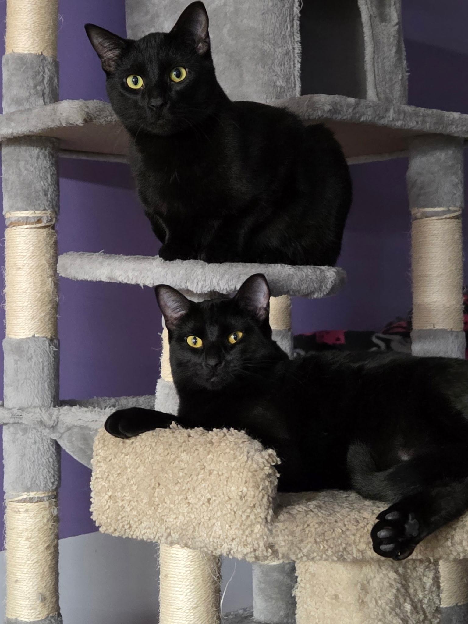 Enlarge Humphrey (and Rhea), a Adoptable mixed breed in New Brighton, MN image 4/5