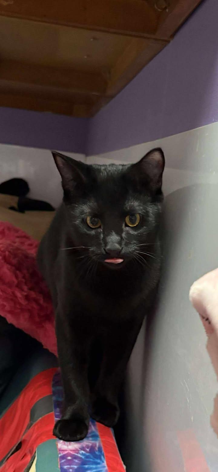 Humphrey, a Adoptable mixed breed in New Brighton, MN image 2/4