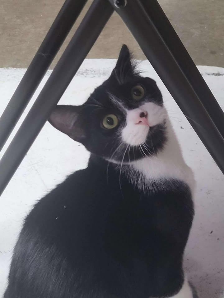 Humphrey, Adoptable, Young Male Domestic Short Hair.