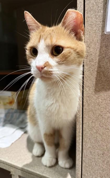 Enlarge Maddie, a Adoptable mixed breed in Washington, DC image 1/3