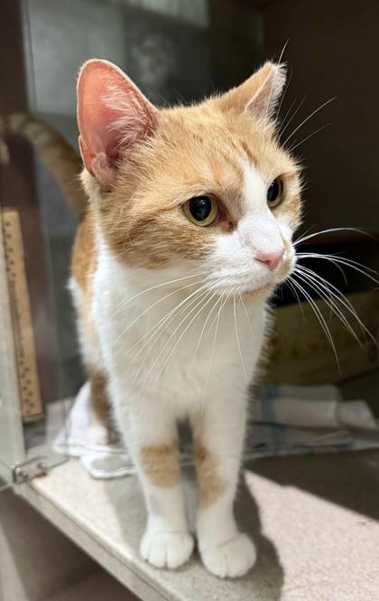 Enlarge Maddie, a Adoptable mixed breed in Washington, DC image 2/3