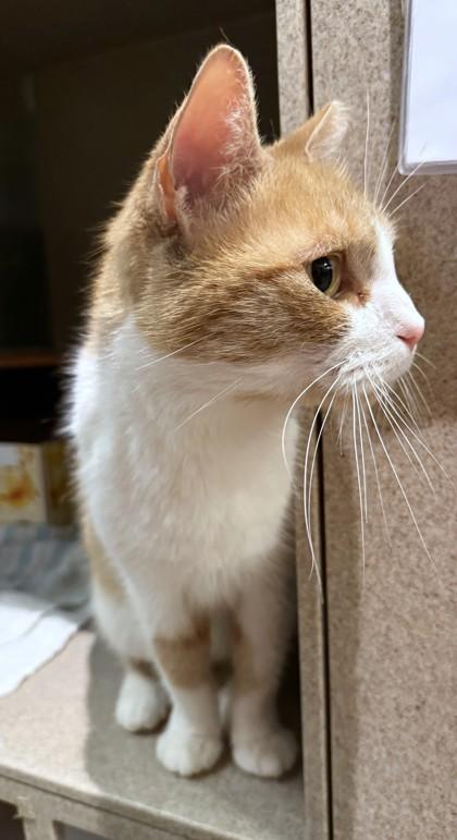 Enlarge Maddie, a Adoptable mixed breed in Washington, DC image 3/3