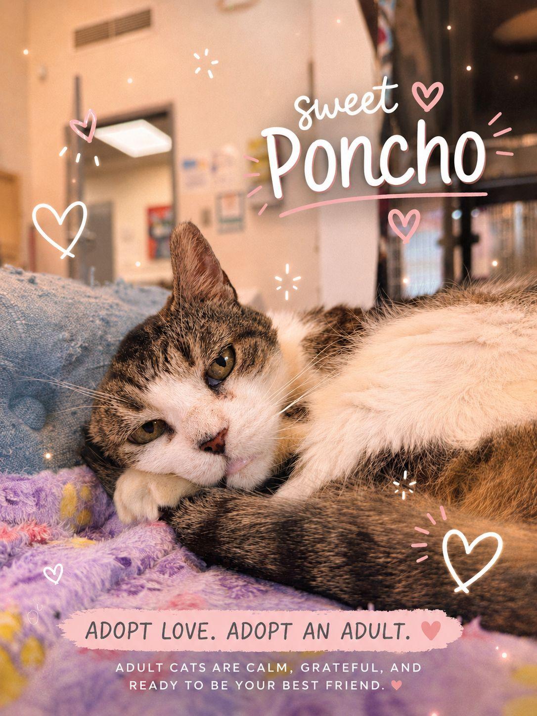 Poncho, ADOPTABLE, Senior Male Domestic Short Hair.
