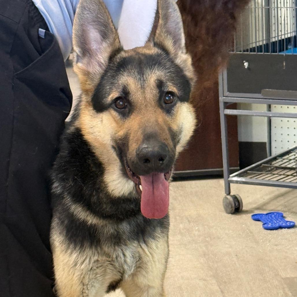 Timmy, Adoptable, Adult Male German Shepherd Dog.