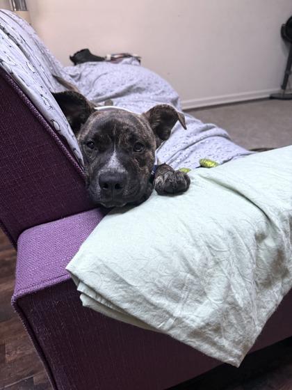 Yogi Dogi (in foster)