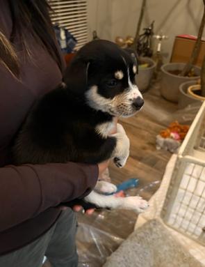 Jersey, adopted, Puppy Male Australian Shepherd & Border Collie.