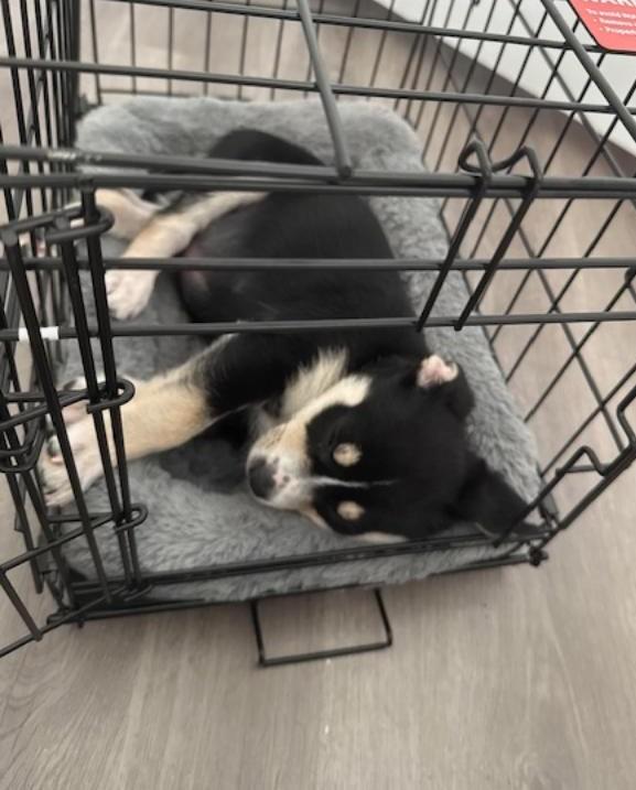 Enlarge Jersey, an adopted mixed breed in Englishtown, NJ image 2/2