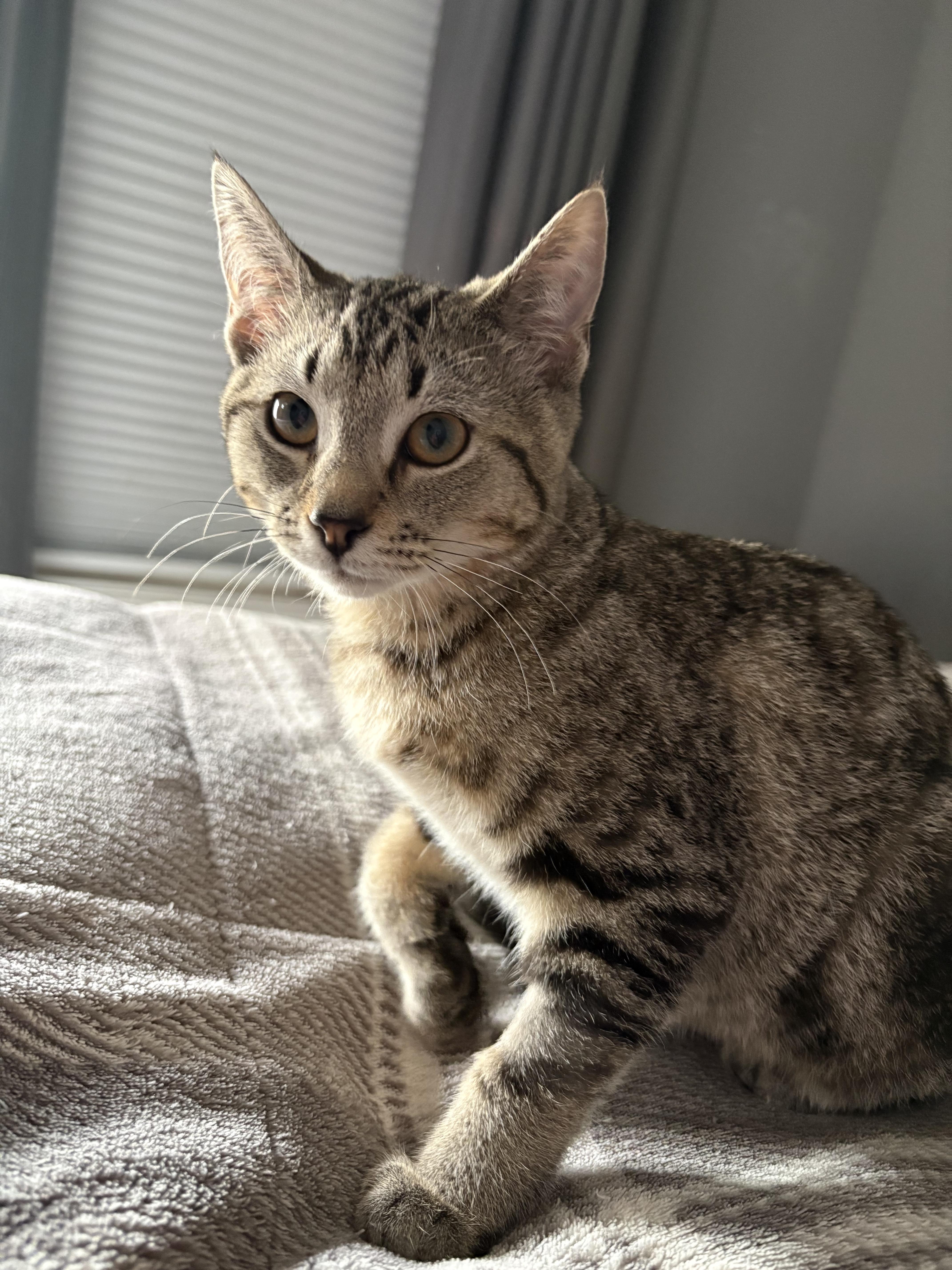 Winona, a Adoptable Domestic Short Hair in Columbus, OH image 1/6