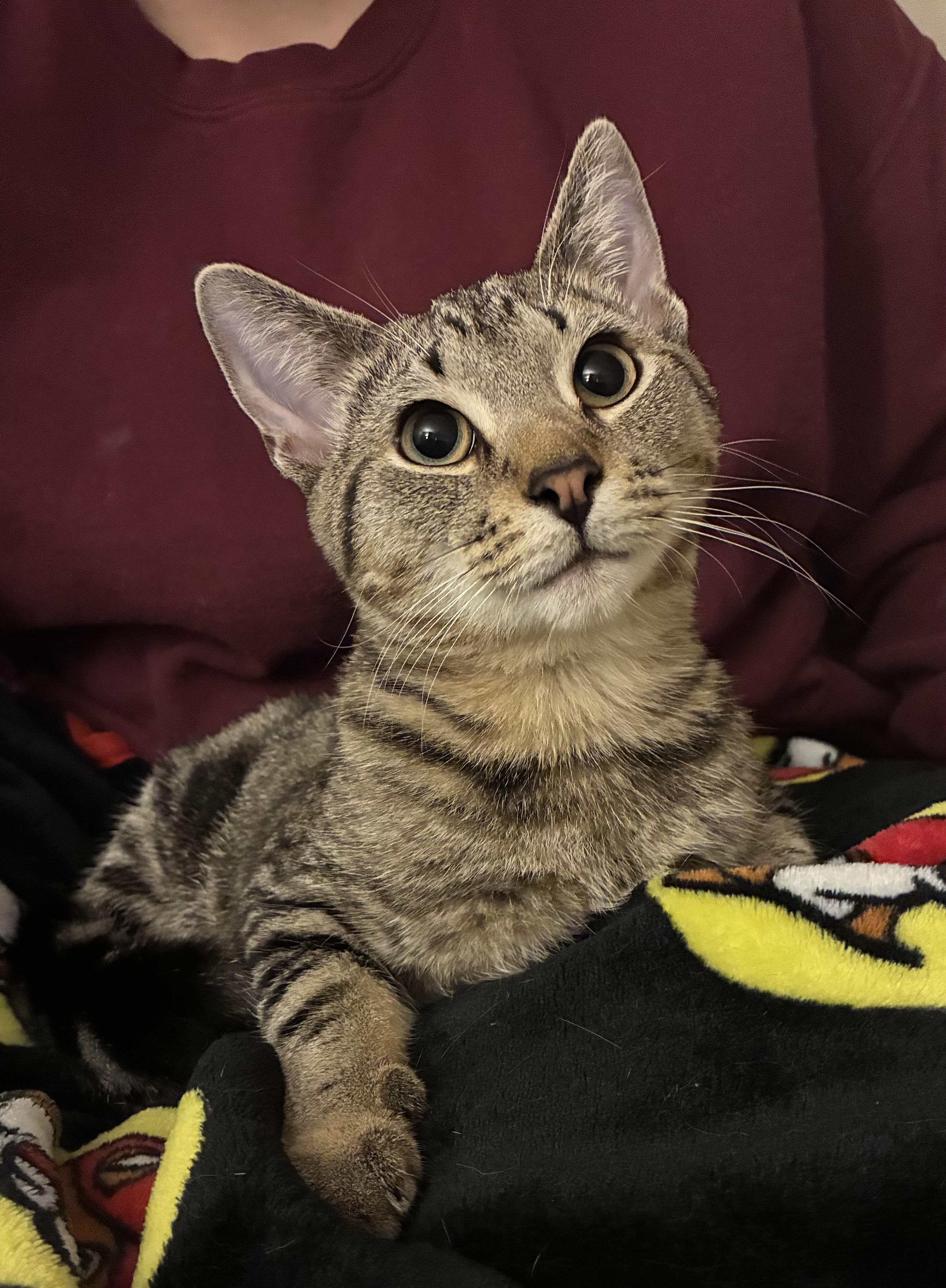 Winona, Adoptable, Kitten Female Domestic Short Hair.