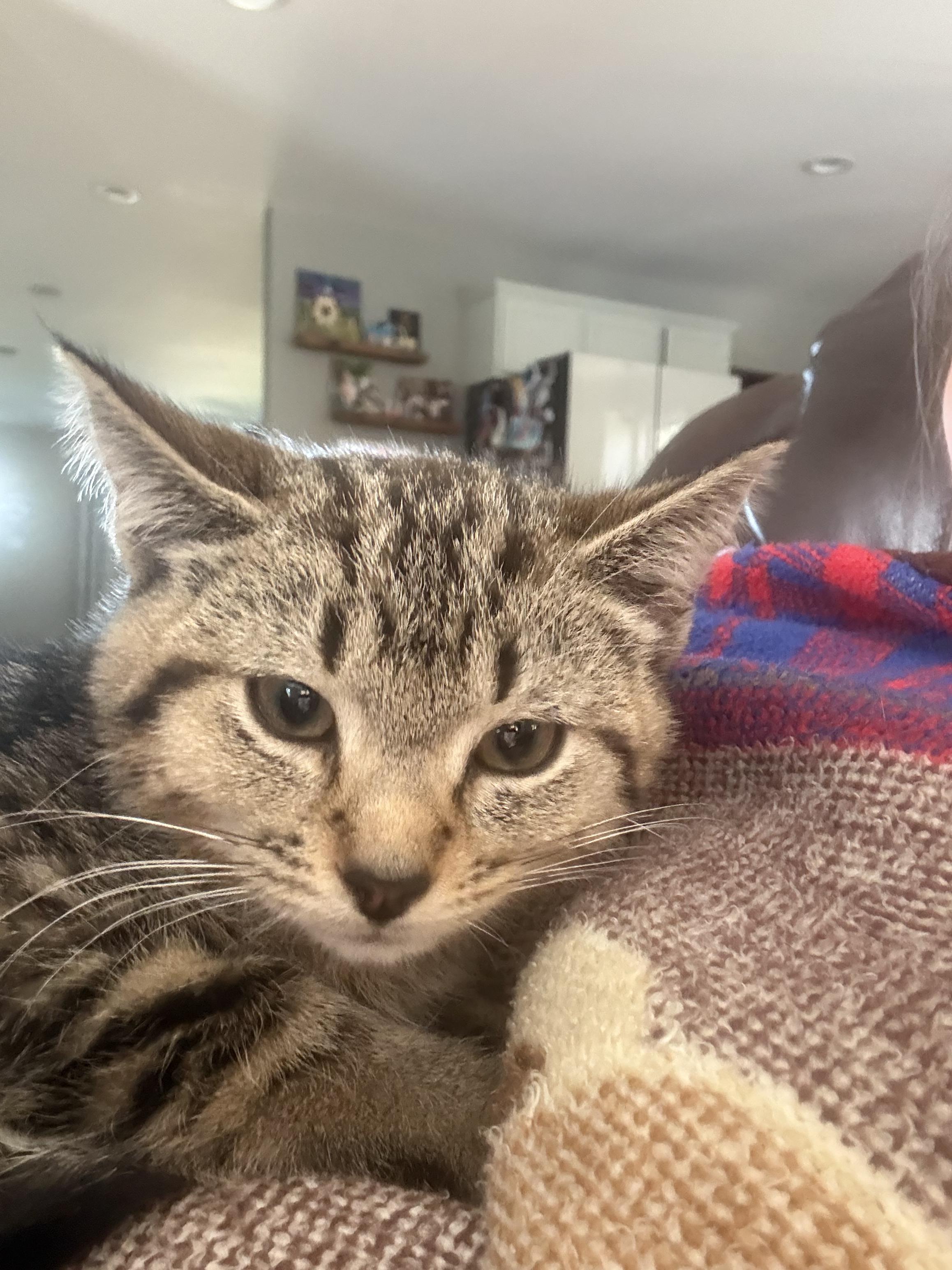 Winona, a Adoptable Domestic Short Hair in Columbus, OH image 1/2