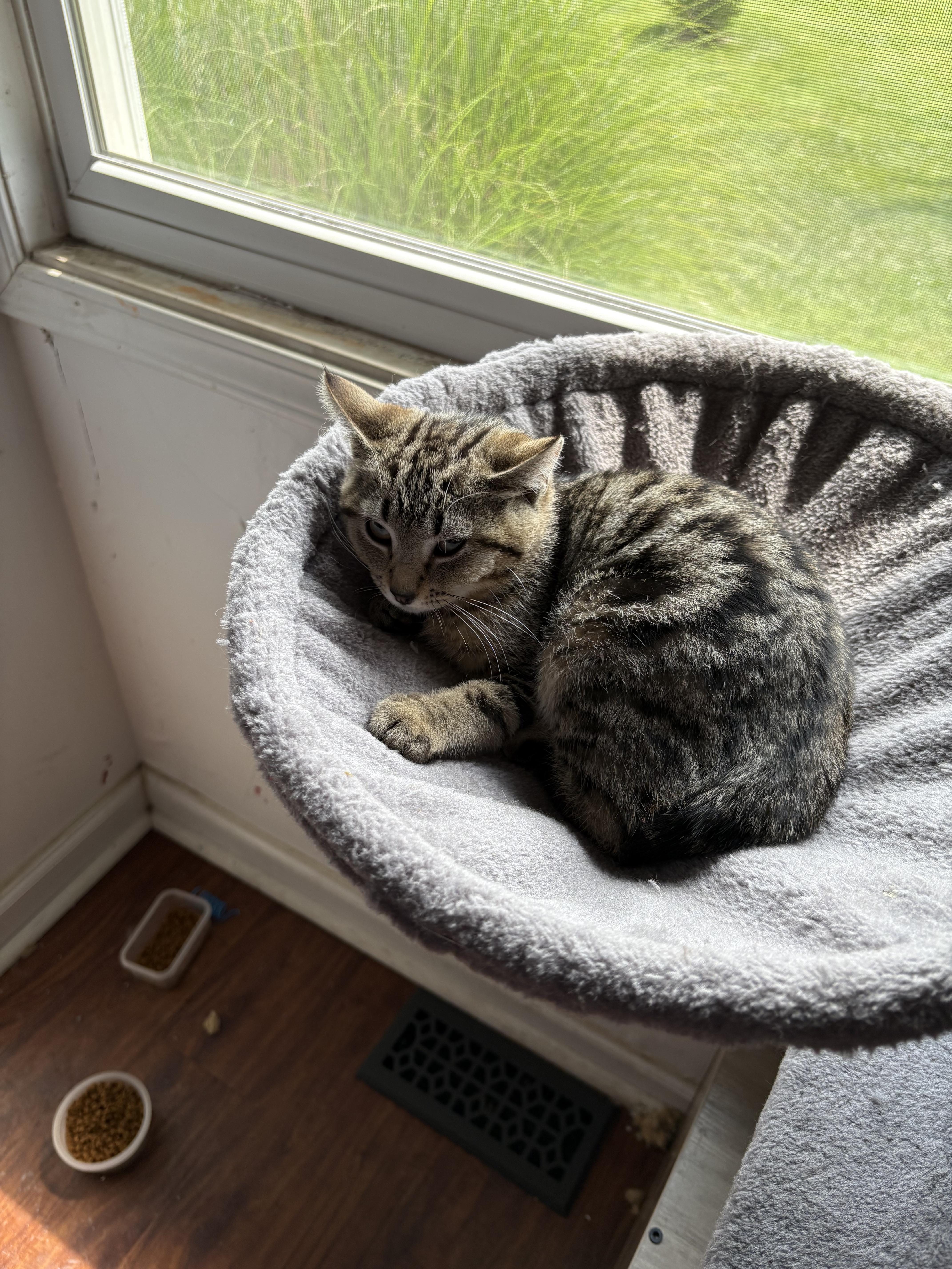 Winona, a Adoptable Domestic Short Hair in Columbus, OH image 2/2