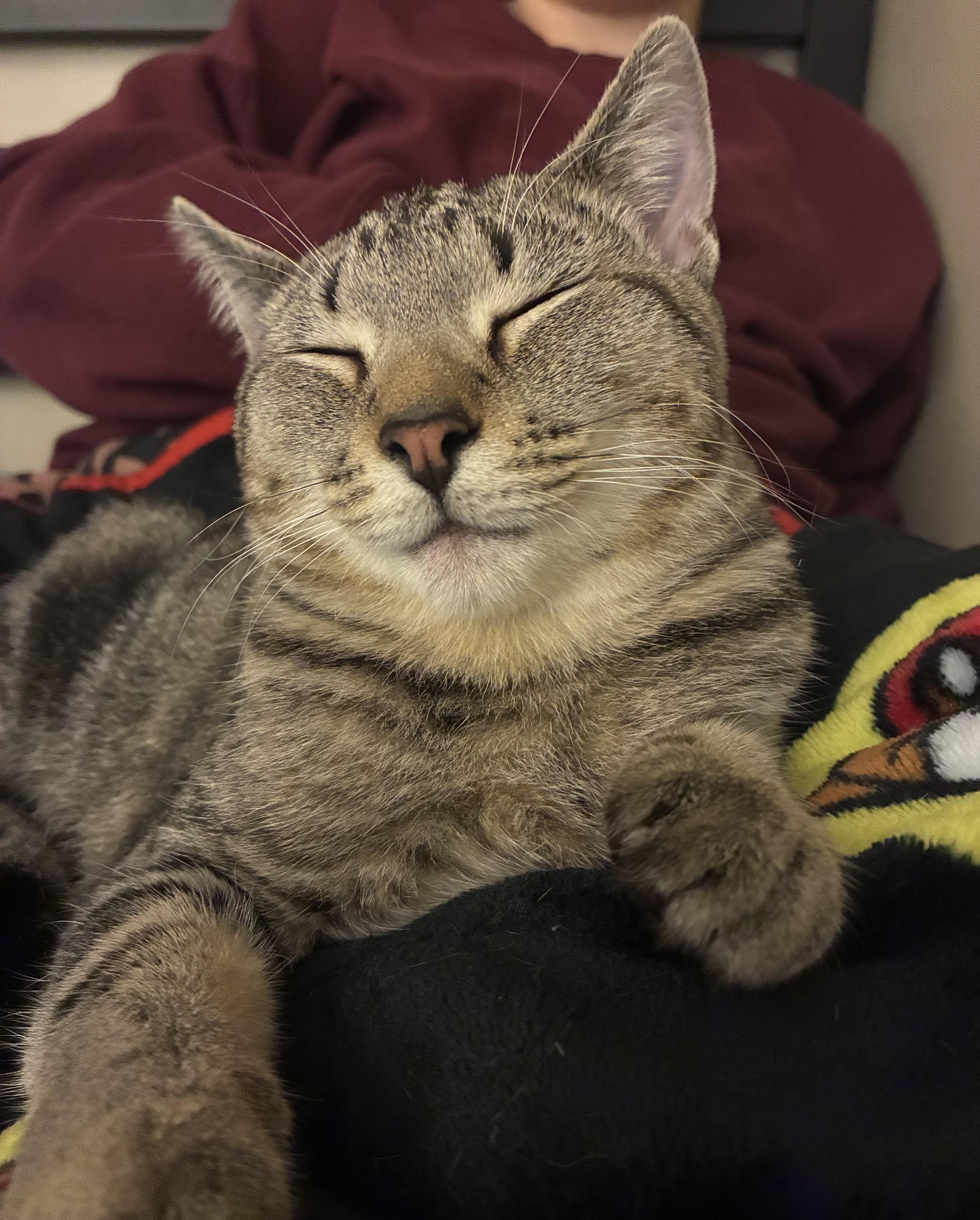 Enlarge Winona, a Adoptable Domestic Short Hair in Columbus, OH image 3/6