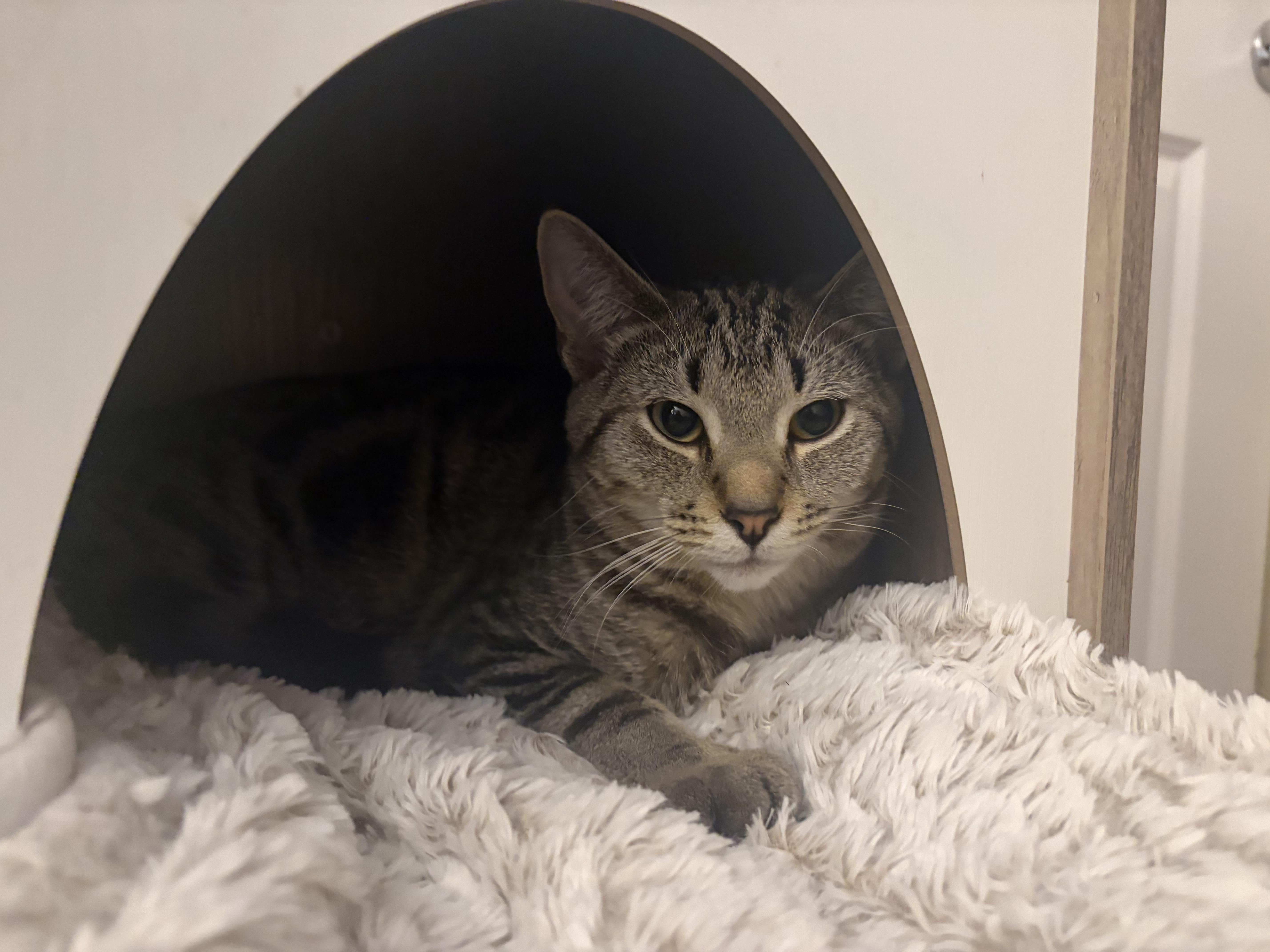 Enlarge Winona, a Adoptable Domestic Short Hair in Columbus, OH image 6/6
