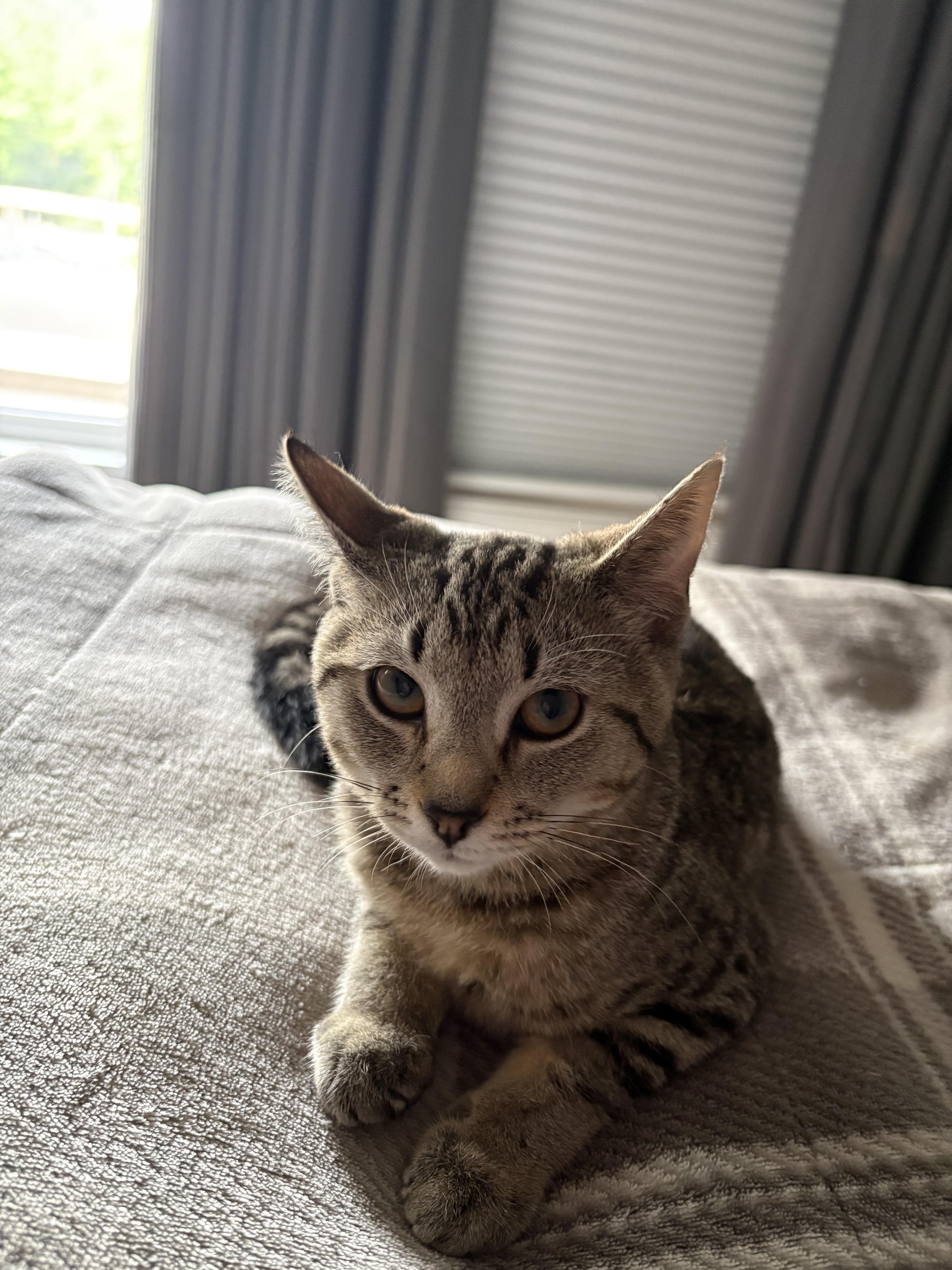 Winona, a Adoptable Domestic Short Hair in Columbus, OH image 3/6