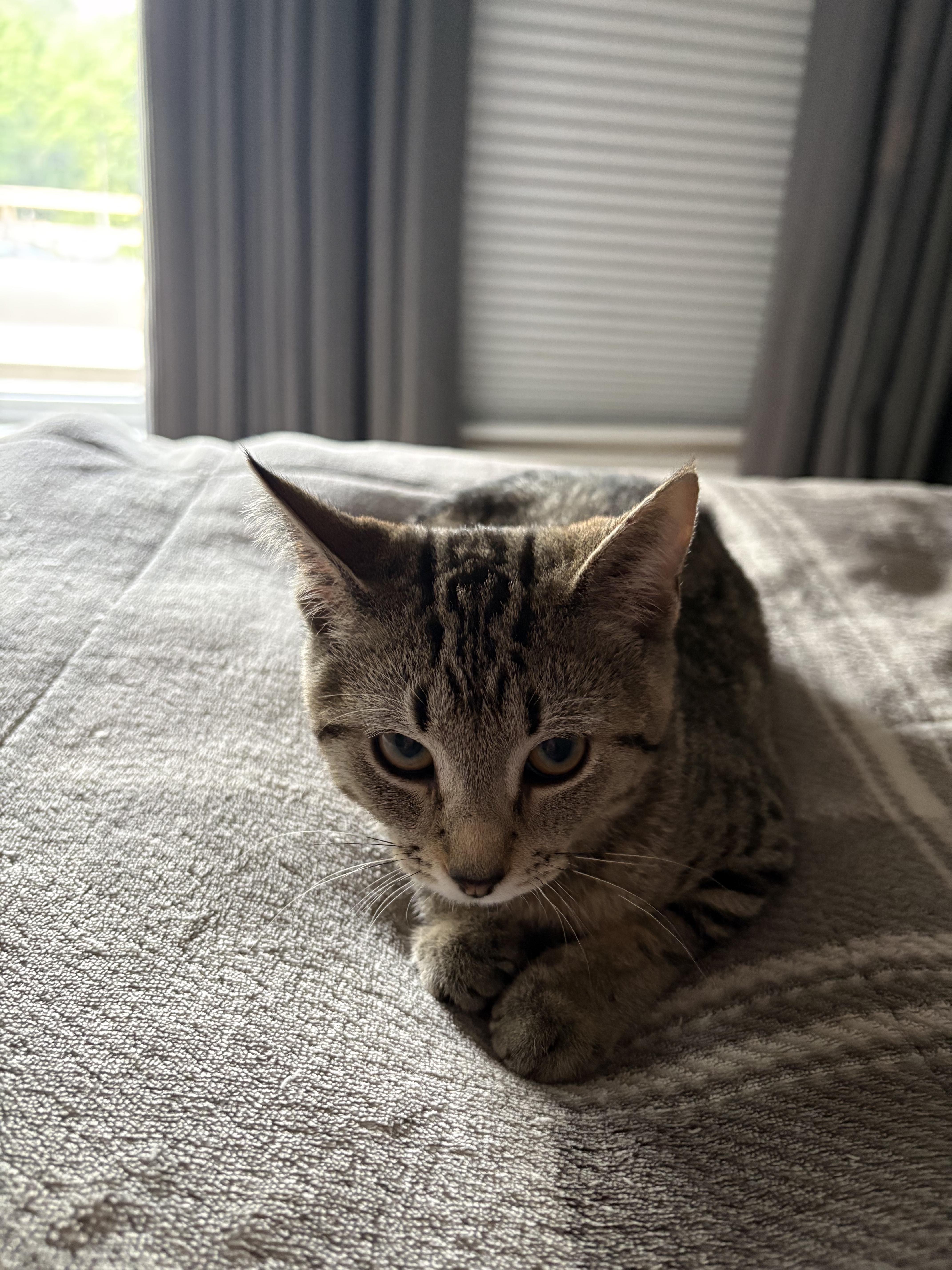 Winona, a Adoptable Domestic Short Hair in Columbus, OH image 4/6